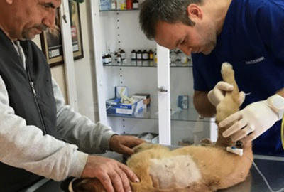 Ayıların saldırdığı köpek kurtarıldı