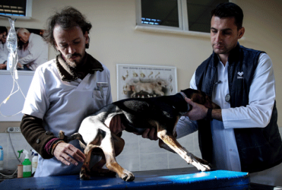 5 ayaklı köpek Bursa’da ameliyat edildi