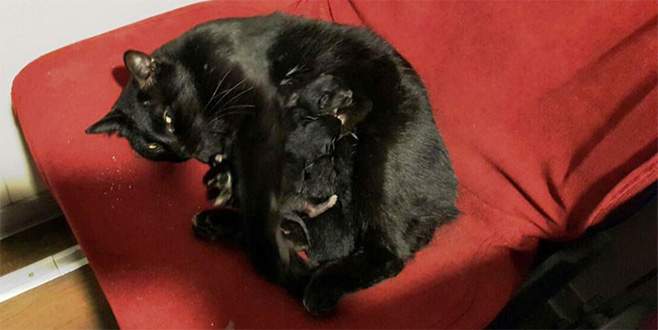 Yolcu gemisinin koltuğunda doğurdu