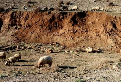 Kaybolan sürüye kurt saldırdı: 51 koyun telef oldu