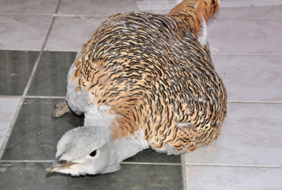 Uçabilen en ağır kuş Türkiye’de yaralı halde bulundu