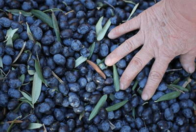 Zeytin üreticilerine müjdeli haber