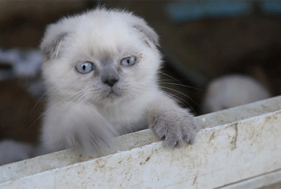 Evde terk edilen kediler birbirini yedi