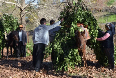 Defne ‘define’ oldu