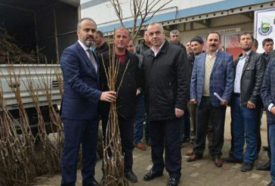 Çiftçiye ceviz fidanı desteği