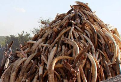 Vietnam’da bir ton fil dişi ele geçirildi