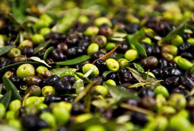 2 saatte topladıkları zeytinleri satınca yakalandılar