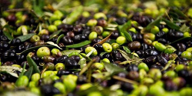 2 saatte topladıkları zeytinleri satınca yakalandılar