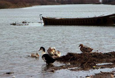 Bursa’da ‘yalancı veba hastalığı’ şüphesi