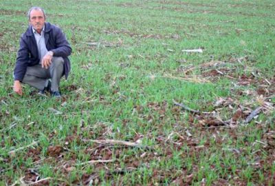 Çiftçide yağış sevinci