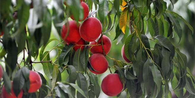 Bursalı üreticiyi sevindiren haber