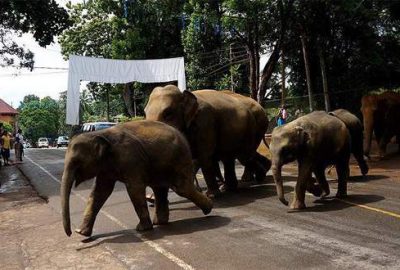 Fil sürüsü köye saldırdı