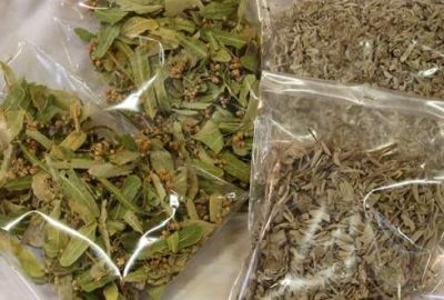 Ihlamur altınla yarışıyor