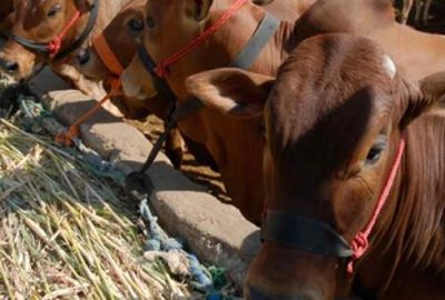 Uruguay’dan 20 bin sığır