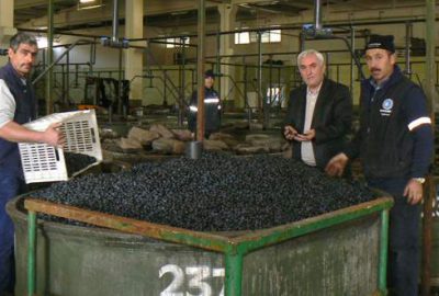 Orhangazili zeytincilere 8 milyon 230 bin TL ödendi