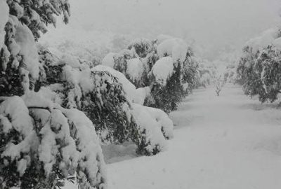 Yoğun kar zeytinlikleri olumsuz etkiledi