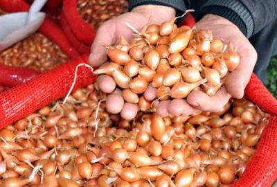 Karacabey soğanı tescillendi