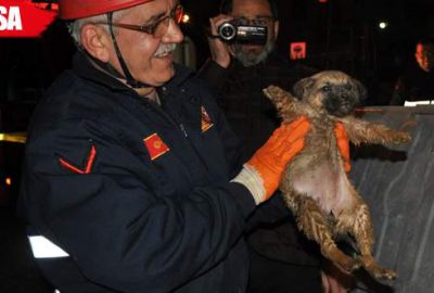 Foseptiğe düşen yavru köpeği itfaiye kurtardı