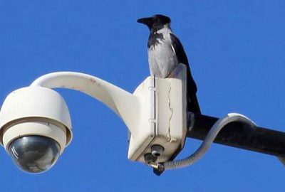 Türkiye Kuş Türü Listesi’ne yeni kayıt