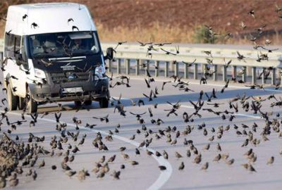 Soğuk onları da vurdu, binlercesi kara yolunu kapattı…