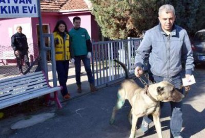 Otomobile bağlanarak sürüklenen köpek sahiplenildi