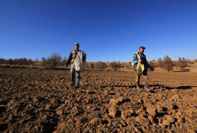 Büyükorhan’da siyez buğdayı üretilecek