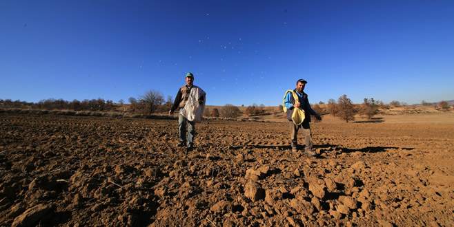 Büyükorhan’da siyez buğdayı üretilecek