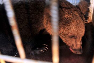 Bursa’da yavru ayılara TIR çarptı
