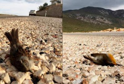 Karayollarındaki araçlar kuşlar için büyük tehdit