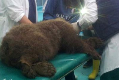 Yaralı yavru ayı hayata tutunamadı