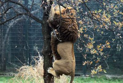 Bursa Hayvanat Bahçesi’nde aslanlar açlık testini böyle geçti