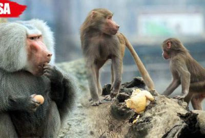 Maymunların yumurta ve tavuk keyfi