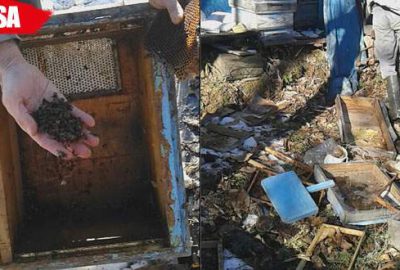 Ayı mahalleye indi, arı kovanları bu hale geldi