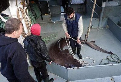 Çinekopa ağ atan balıkçılar köpek balığı yakaladı