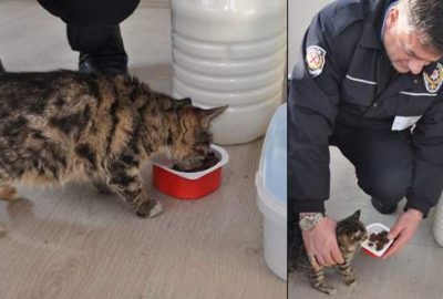 Bursa’da donmak üzere olan kediye polisler sahip çıktı