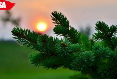 Yılbaşı için ’emanet çam fidanı’