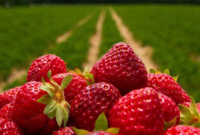 İnegöl Çileği coğrafi işarete kavuşuyor