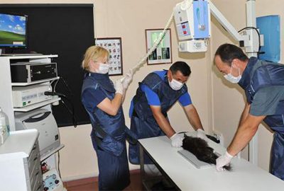 Osmangazi binlerce can dostuna kucak açtı