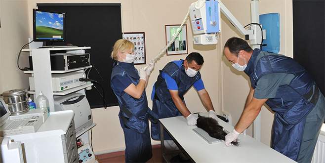 Osmangazi binlerce can dostuna kucak açtı