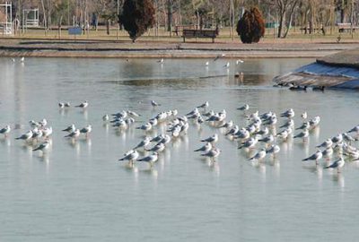 Karacabey’de göl dondu