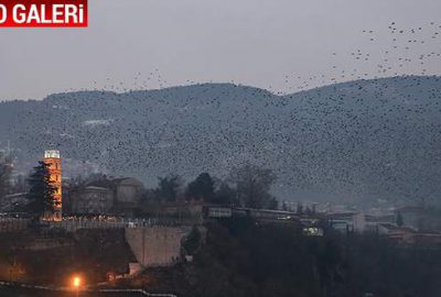 Bursa’da sığırcıkların dansı
