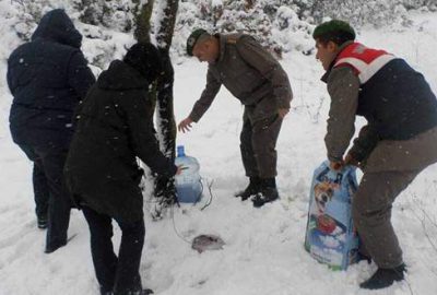 Sahipsiz hayvanlara beslenme takviyesi