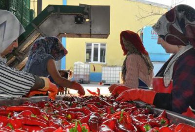 Kulaca’nın hedefi bin ton salça ihracatı