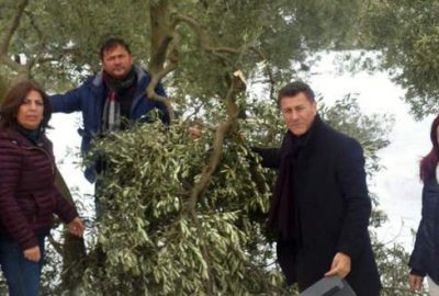 Zeytin ağaçlarındaki zararı yerinde incelediler