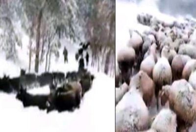 Bursa’da yayla yolu kapandı! Çoban 1 haftadır mahsur…