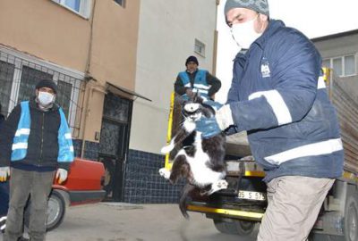 Çöp evdeki kedilere belediye sahip çıktı