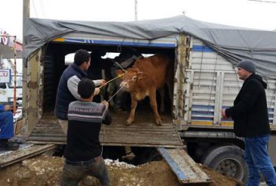 Büyükorhanlı üreticiye büyükbaş hayvan desteği