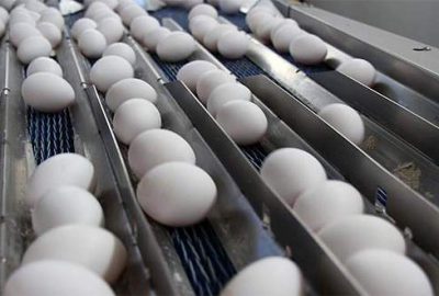 Yumurtadan 300 milyon dolar