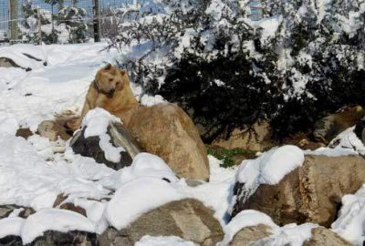 Kış uykusuna yatmayan ayıların kar keyfi