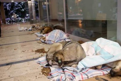 İstanbul'da vatandaşların mama ve battaniye bıraktığı bir alışveriş merkezinin önü,